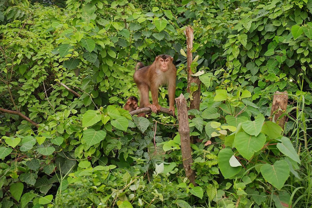 primata di Taman Nasional Kutai 