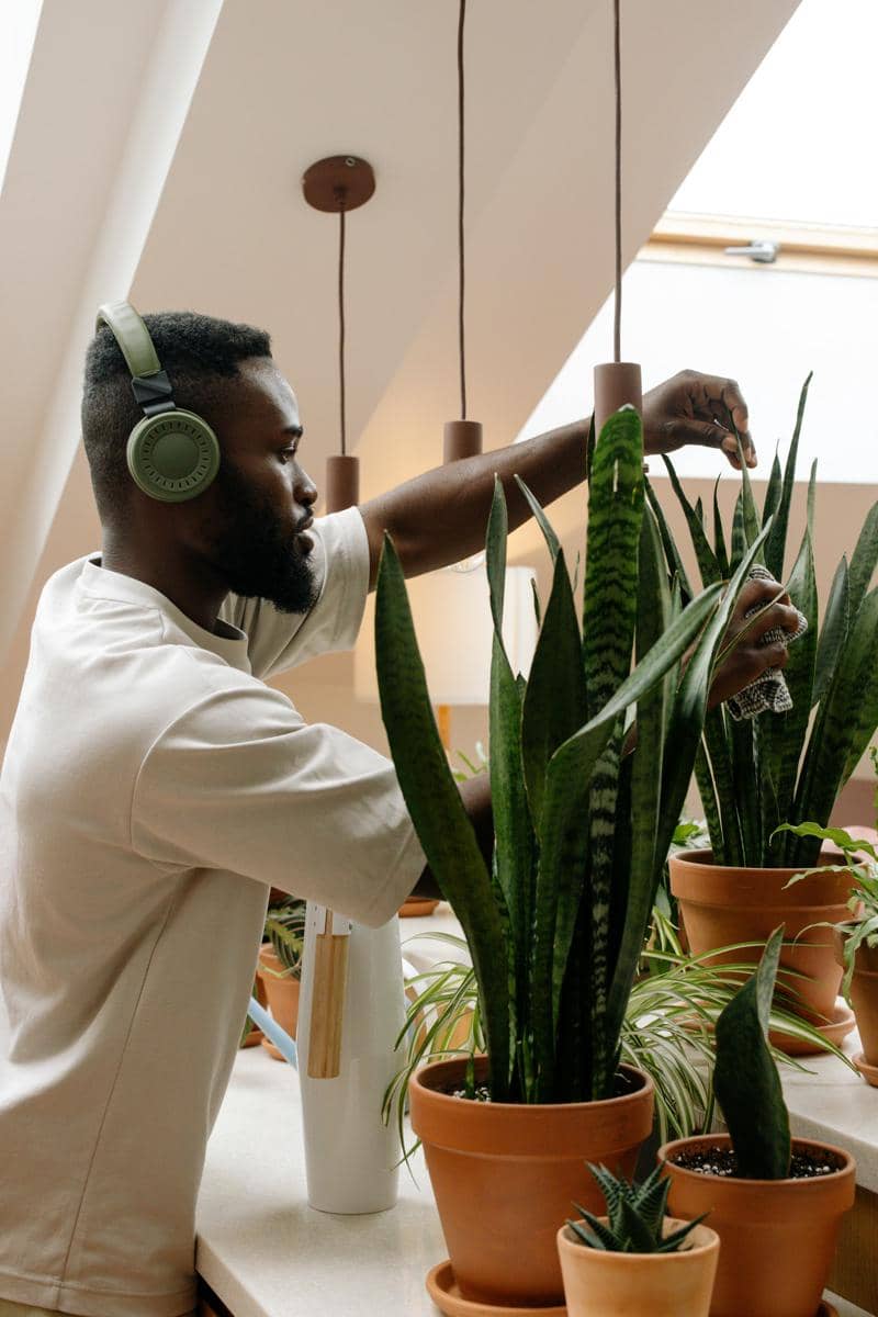 Lidah mertua dipercaya menangkal energi negatif dan memberi perlindungan di rumah.