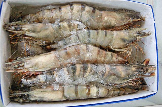 ilustrasi udang windu