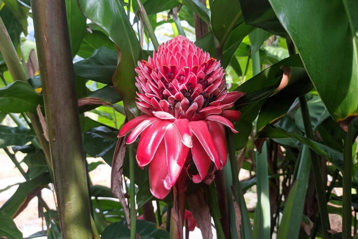 ilustrasi bunga kecombrang tampak mekar dan cantik