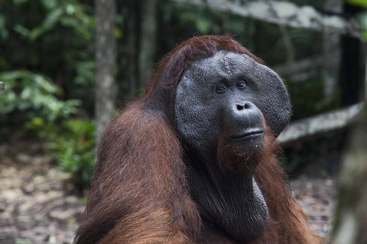 orang utan