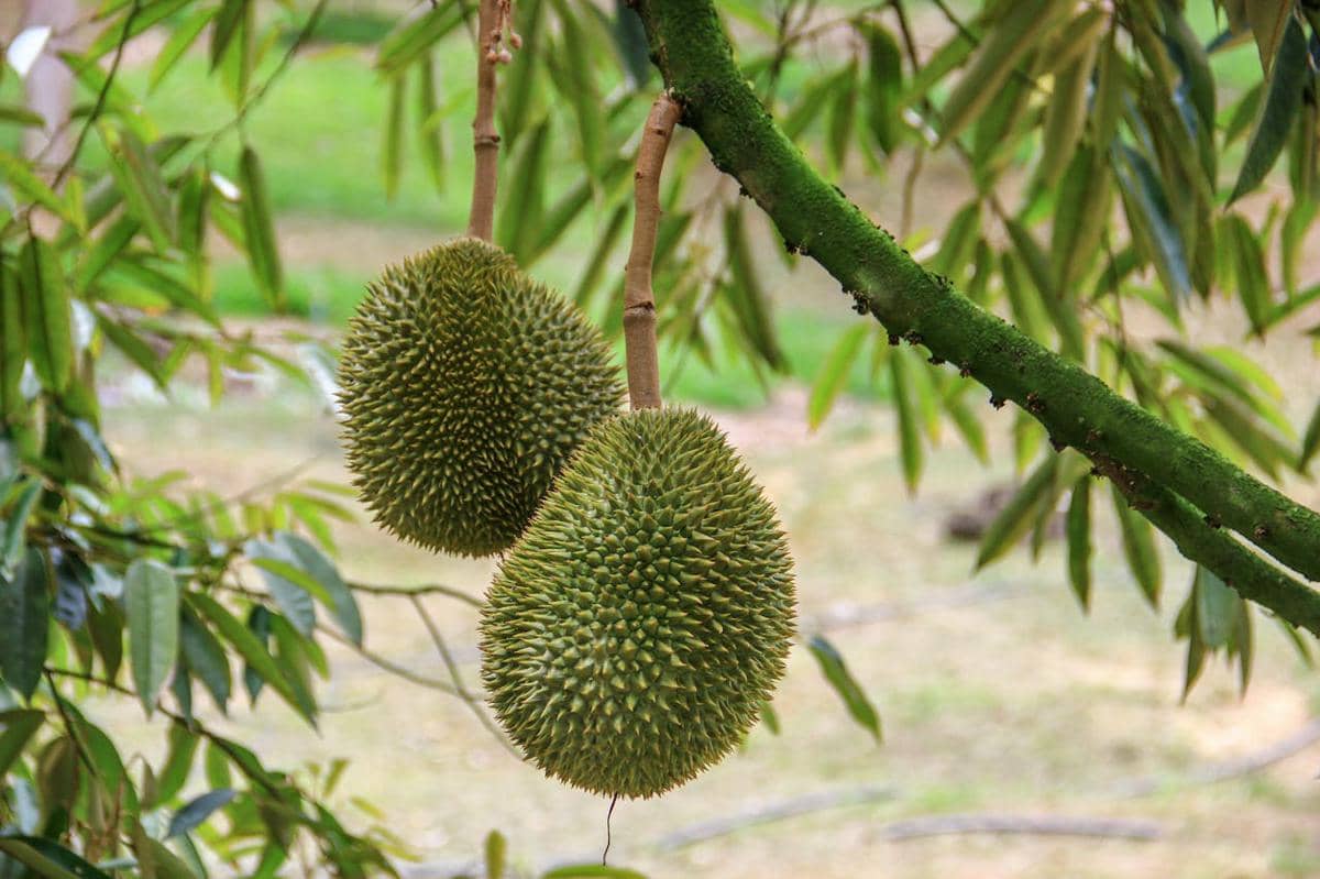 Durian