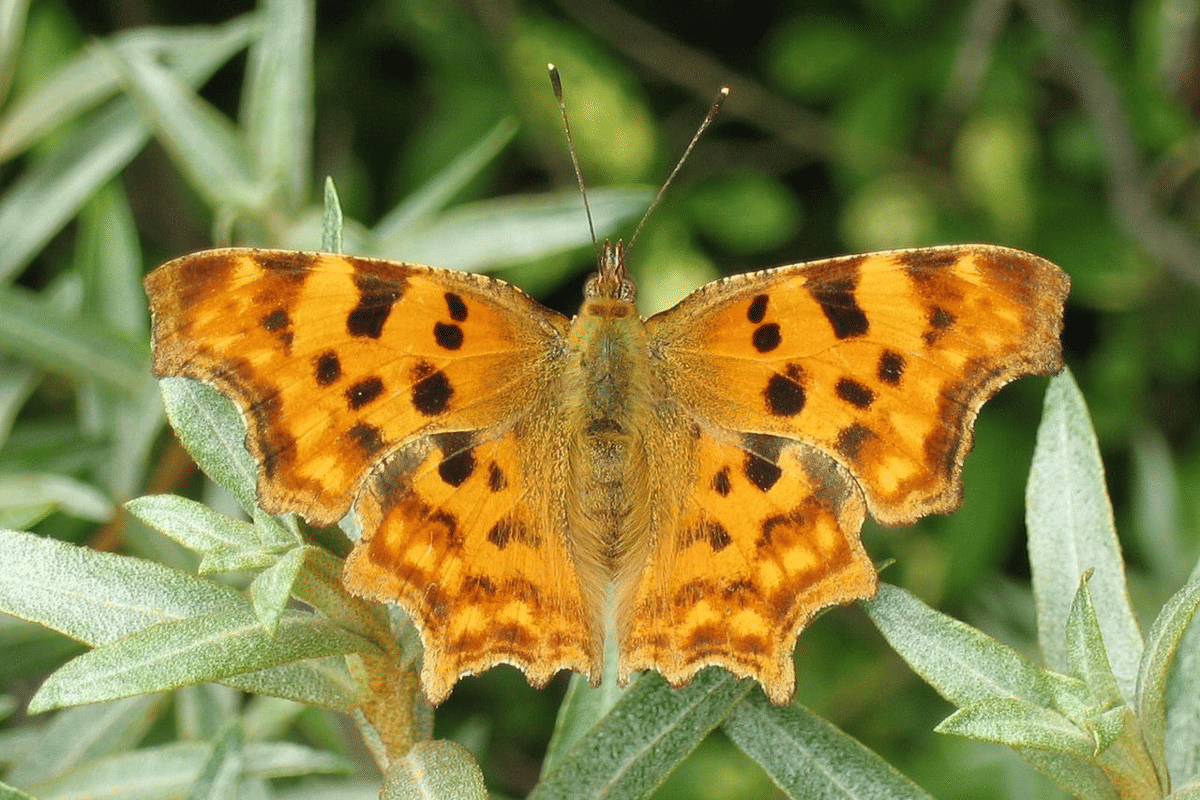 5 Fakta Unik Kupu-kupu Comma, Tubuhnya Meniru Kotoran Burung