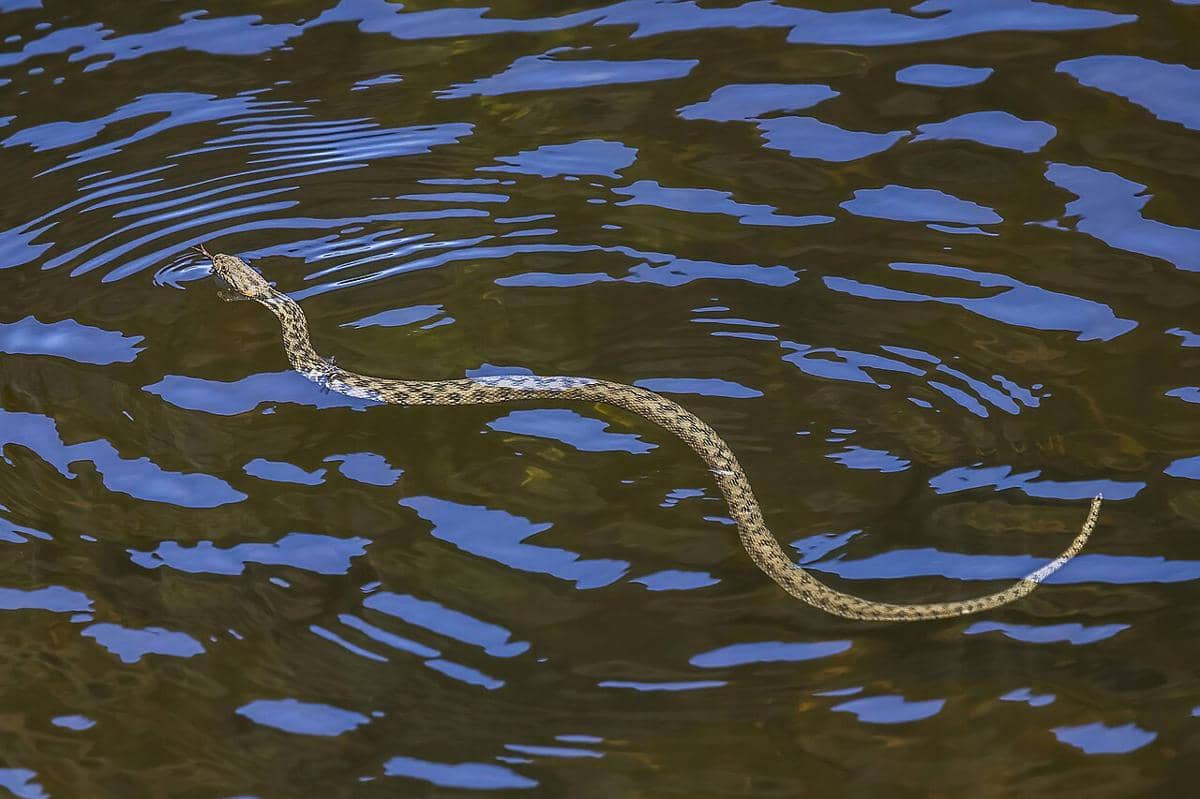 Viperine_water_snake_(Natrix_maura).jpg