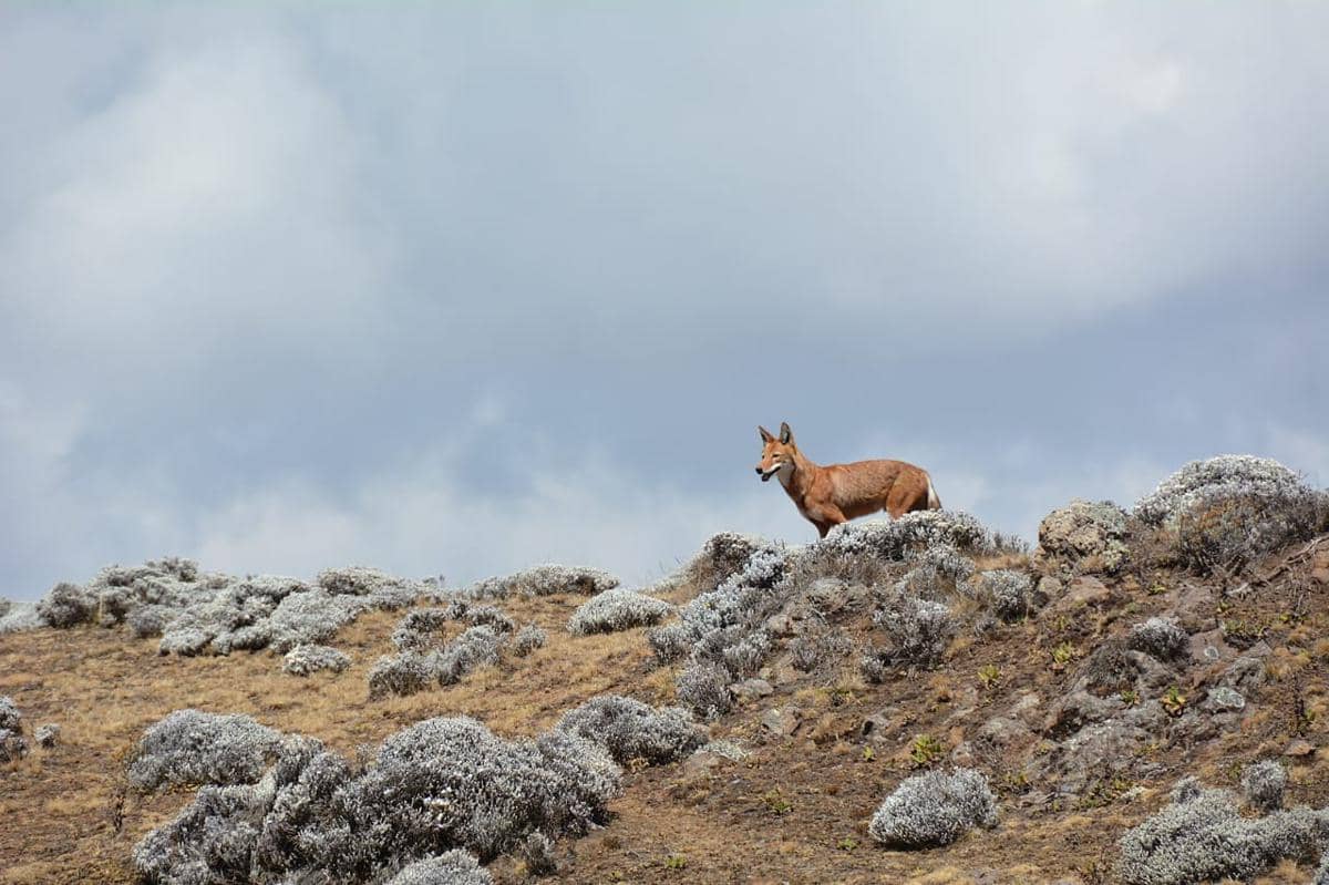 Potret ethiopian wolf