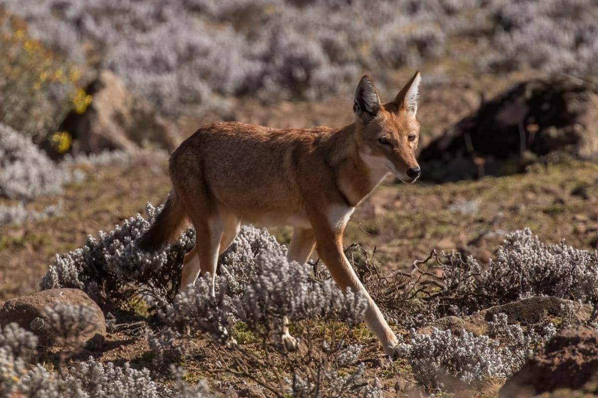 Potret ethiopian wolf
