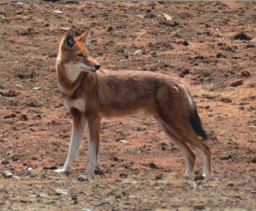 Potret ethiopian wolf