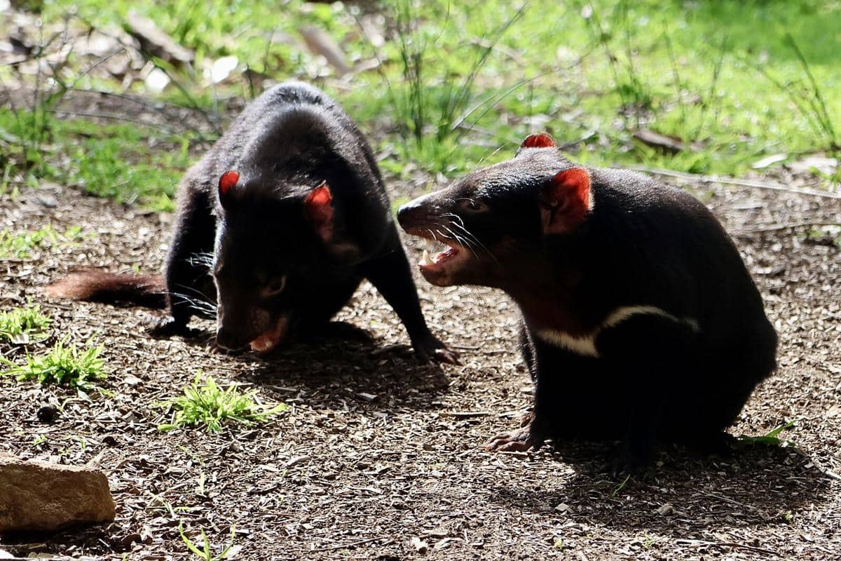 Potret tasmanian devil