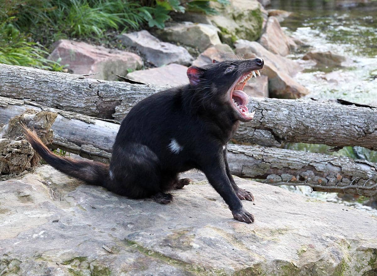 Potret tasmanian devil