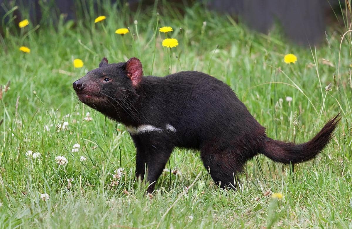 Potret tasmanian devil