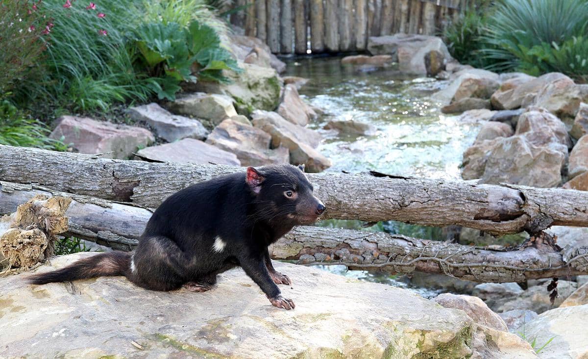 Potret tasmanian devil