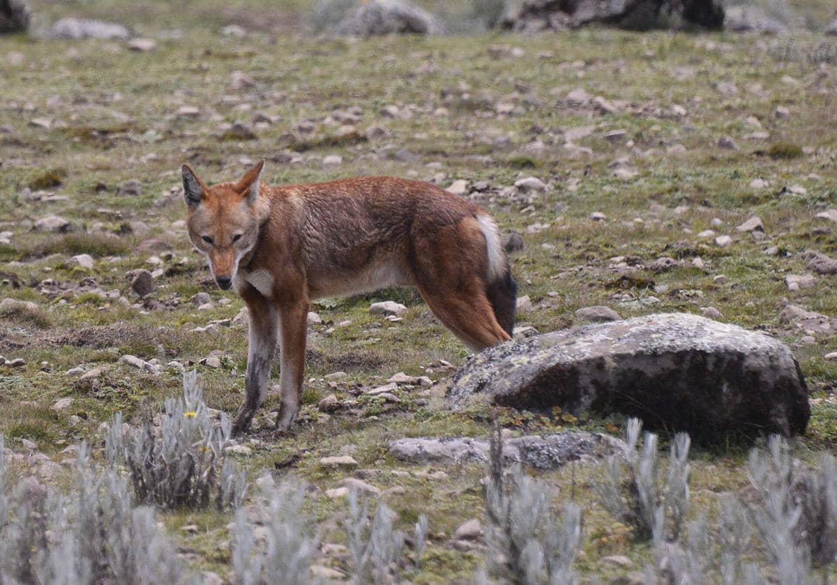 Potret ethiopian wolf