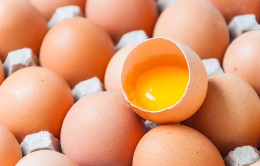 ilustrasi kuning telur