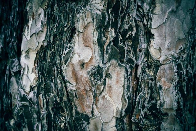 Ilustrasi kulit pohon pinus