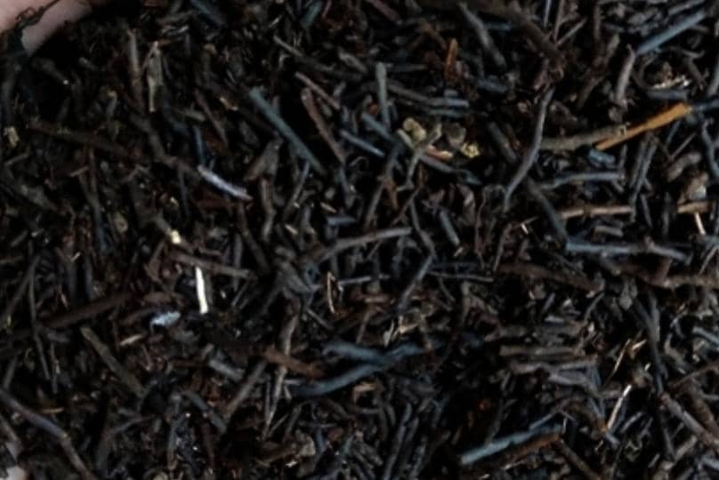 Ilustrasi pakis cacah 