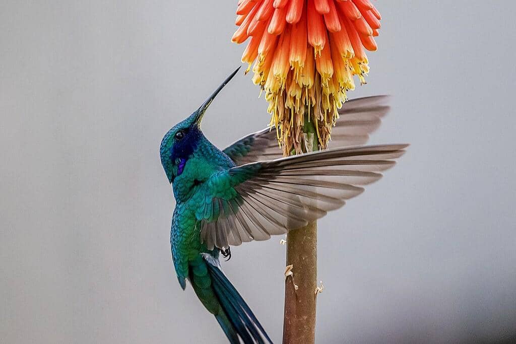 Burung sparkling violetear