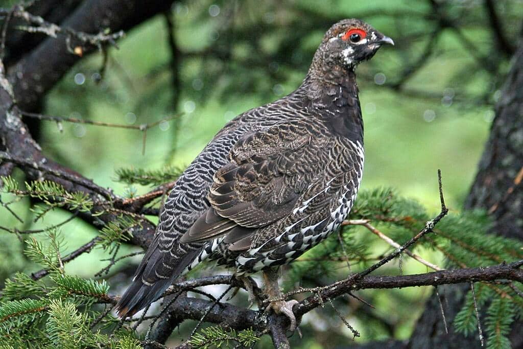 5 Fakta Menarik Spruce Grouse, Burung yang Doyan Makan Jarum Pinus!