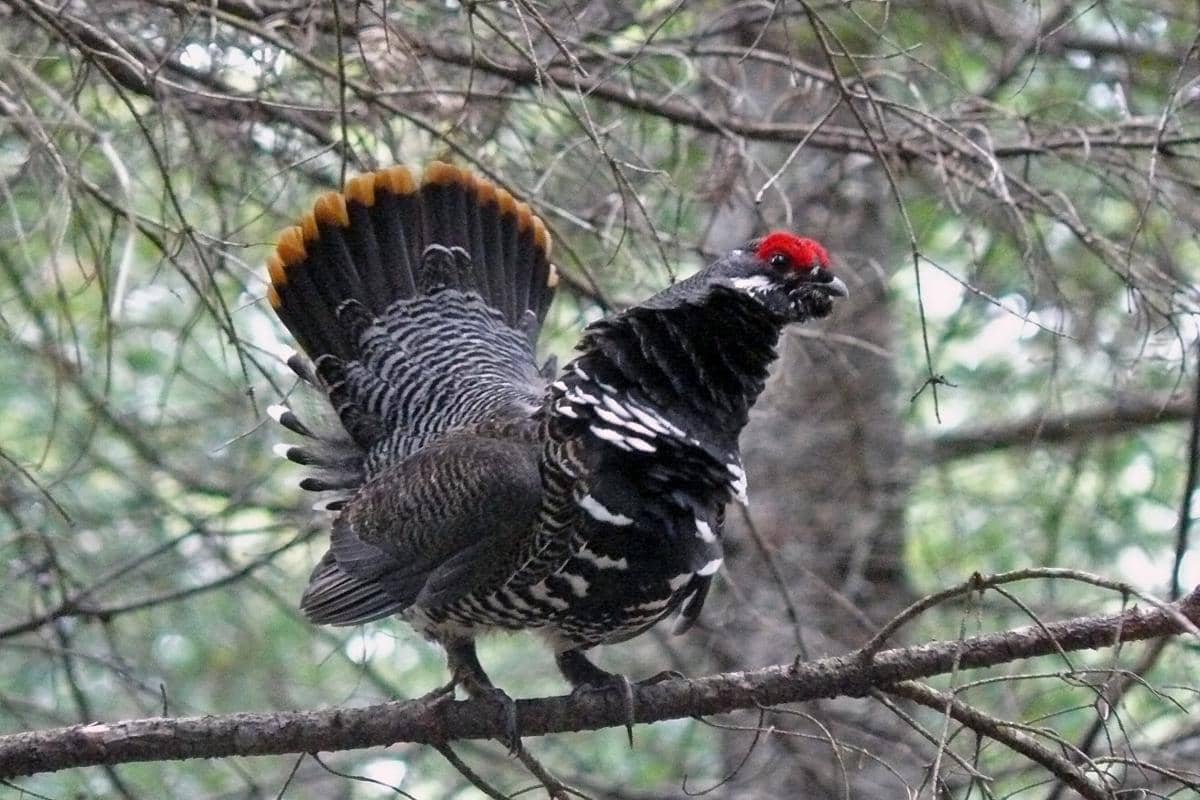 Burung spruce grouse