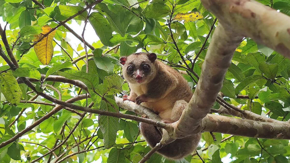kuskus kerdil sulawesi