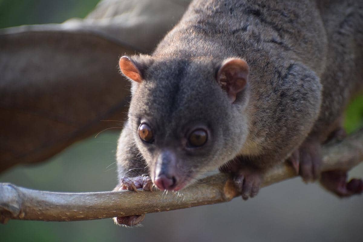 kuskus kerdil sulawesi