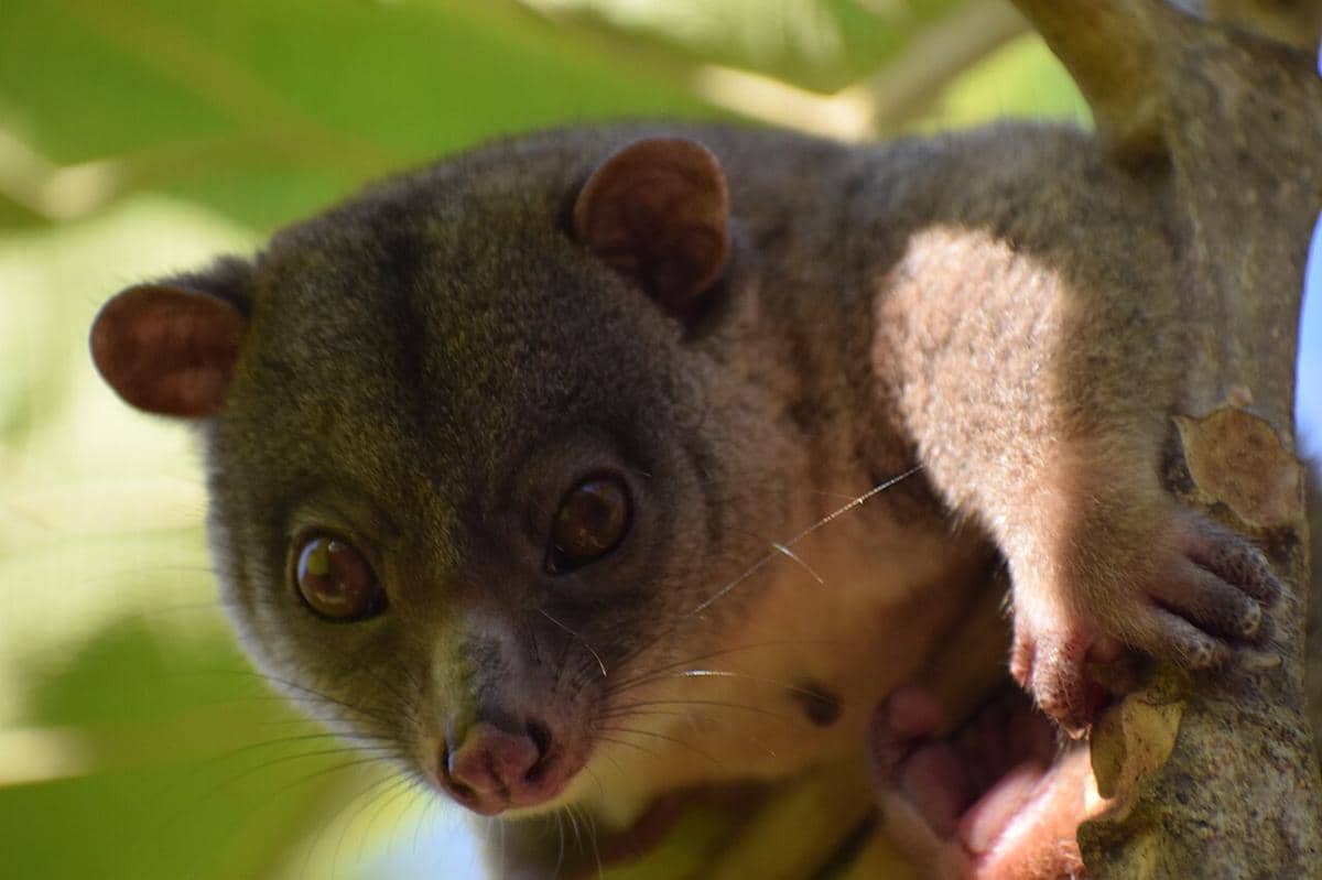 kuskus kerdil sulawesi