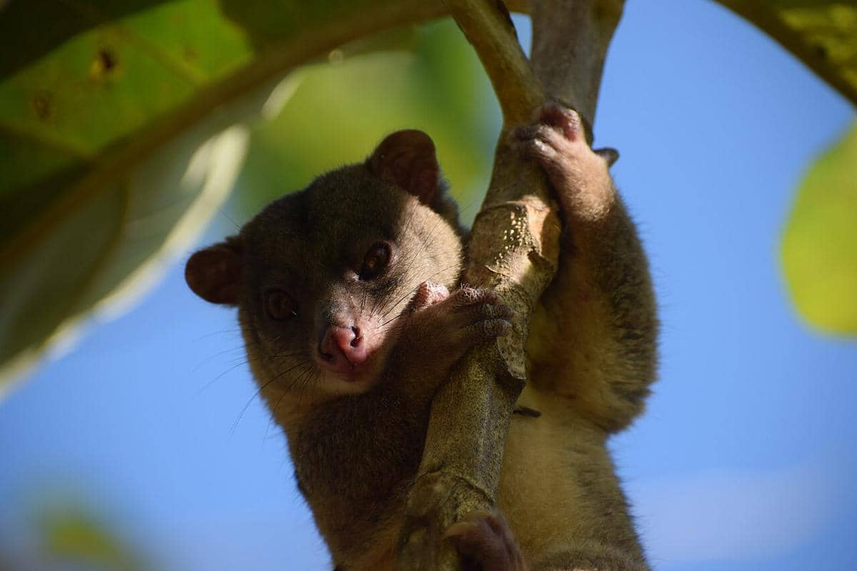 kuskus kerdil sulawesi