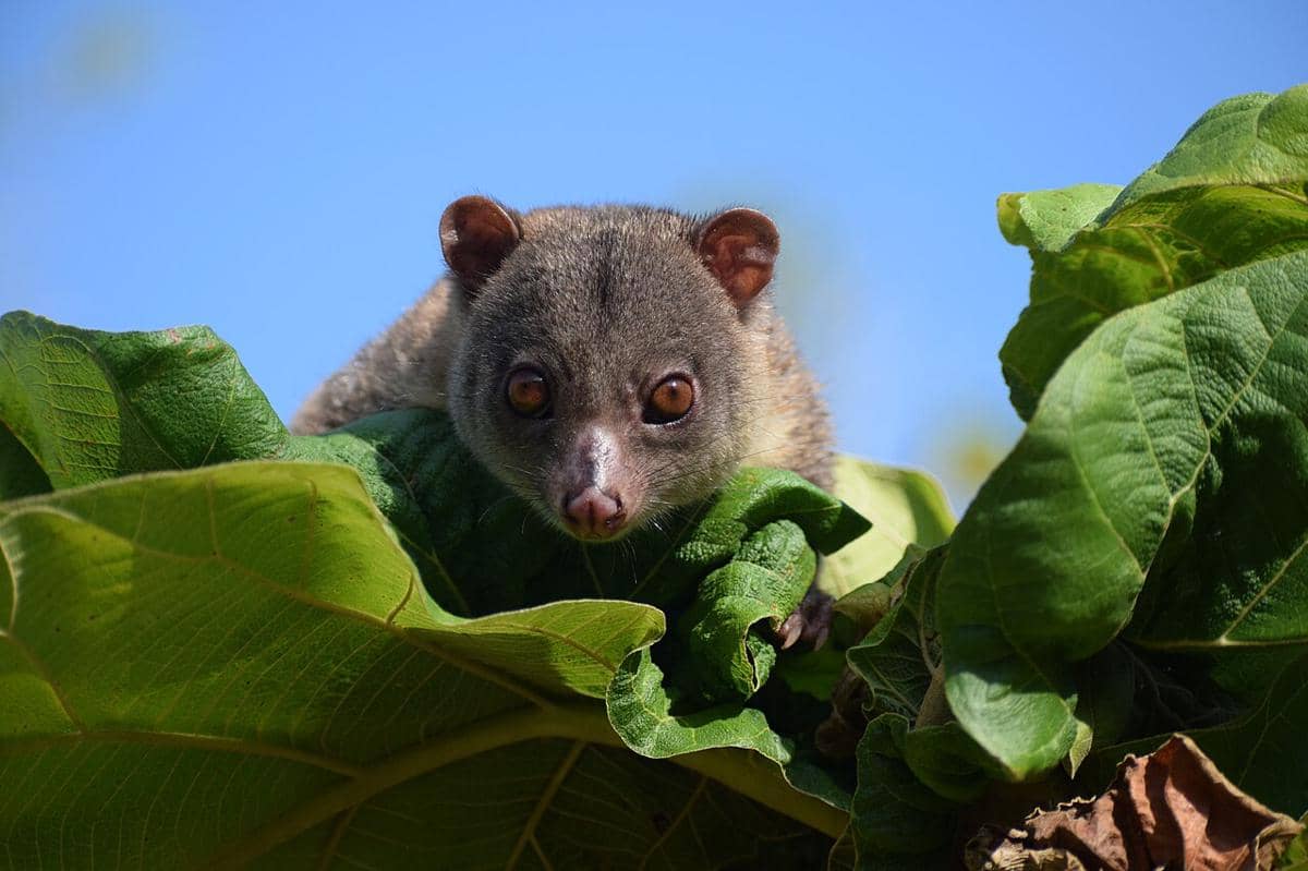 kuskus kerdil sulawesi