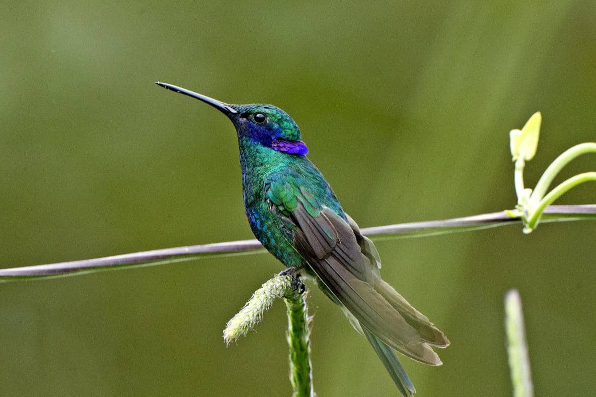 Burung sparkling violetear