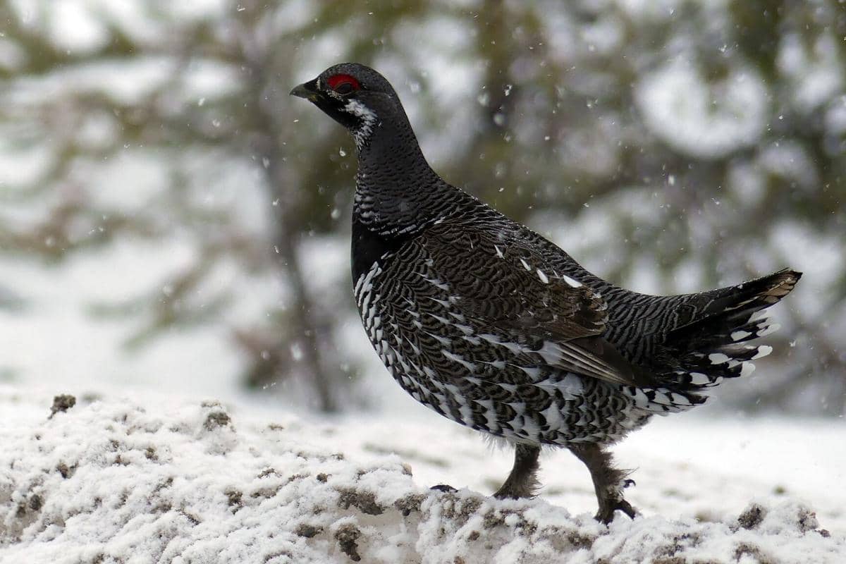Burung spruce grouse