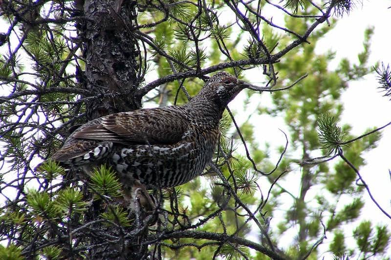 Burung spruce grouse