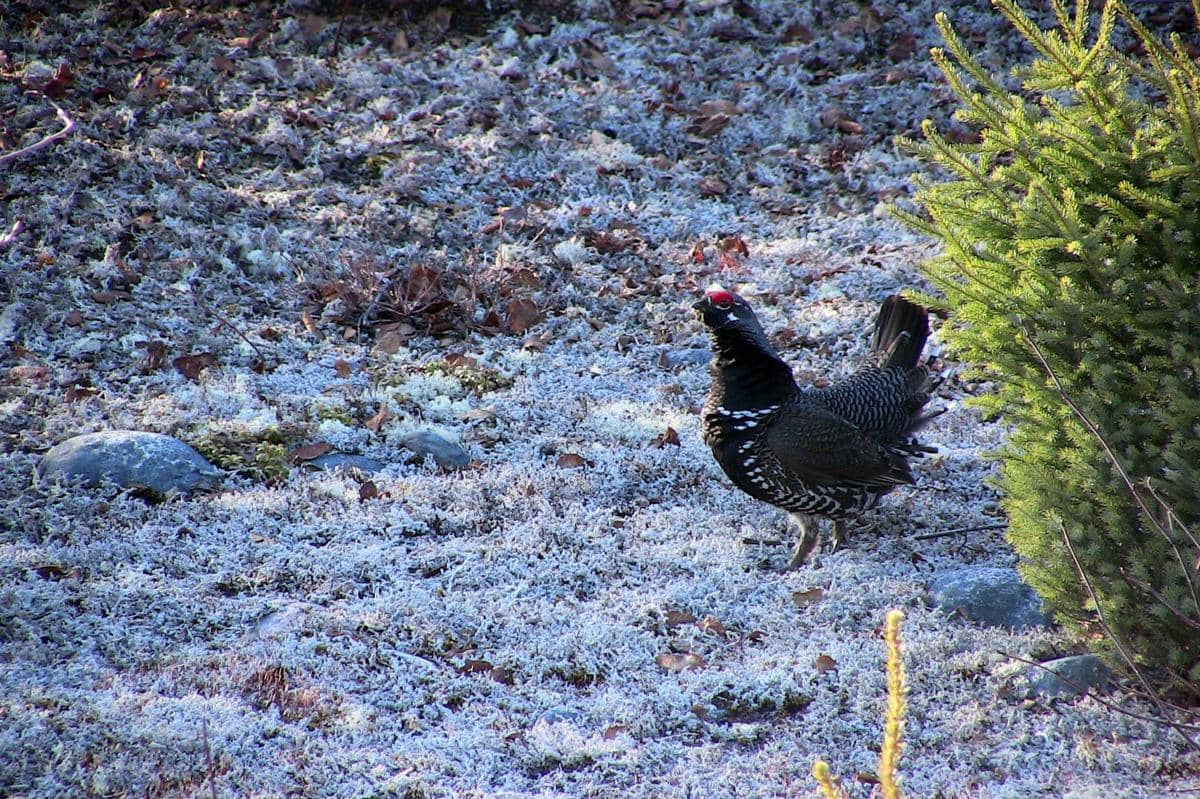 Burung spruce grouse
