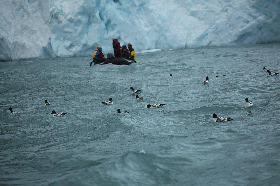 Kawanan petrel tanjung beristirahat di lepas pantai Antarktika.