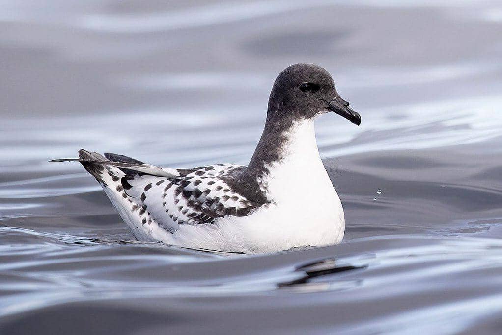 Petrel tanjung mengapung di laut lepas.