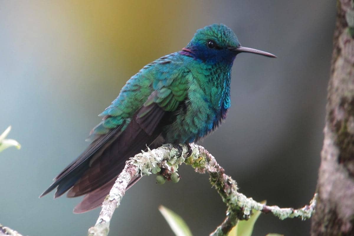 Burung sparkling violetear