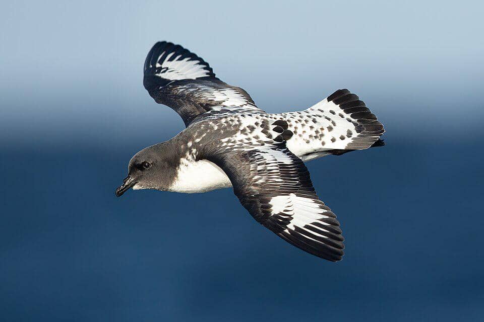Petrel tanjung terbang di Tasmania.