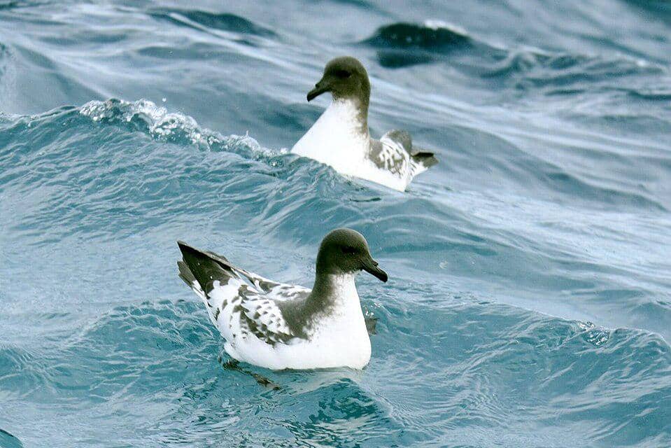 Petrel tanjung asyik mengapung di lepas pantai Tanjung Harapan, Afrika Selatan.
