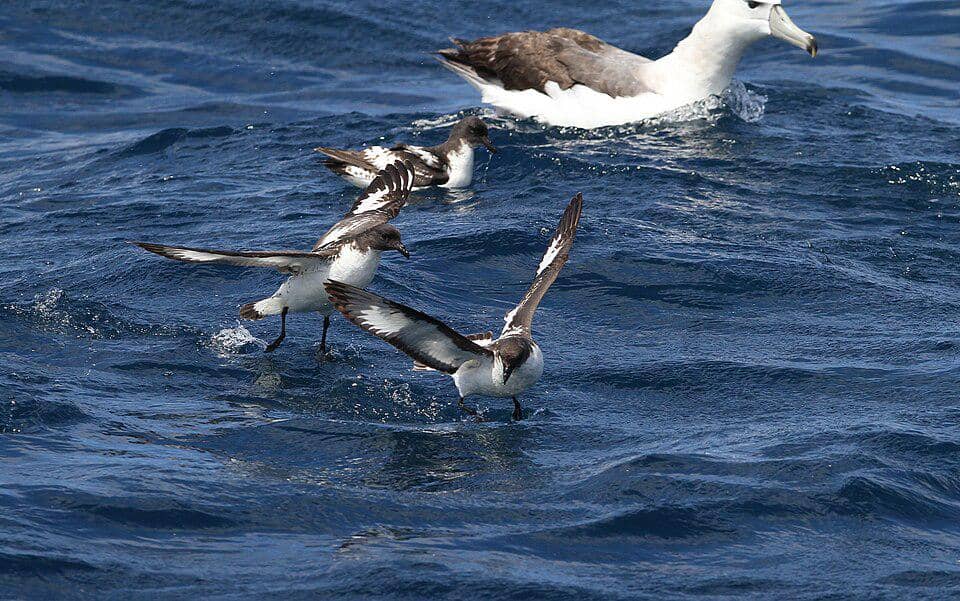 Petrel tanjung bercengkerama di dekat burung albatros.