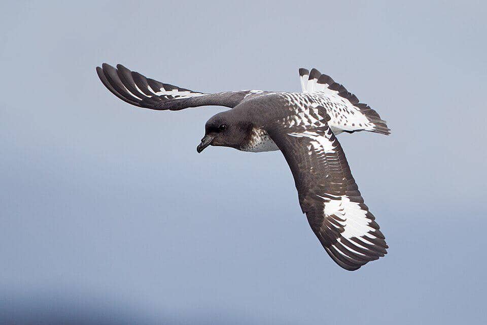 Petrel tanjung terbang di lepas pantai Tasmania.