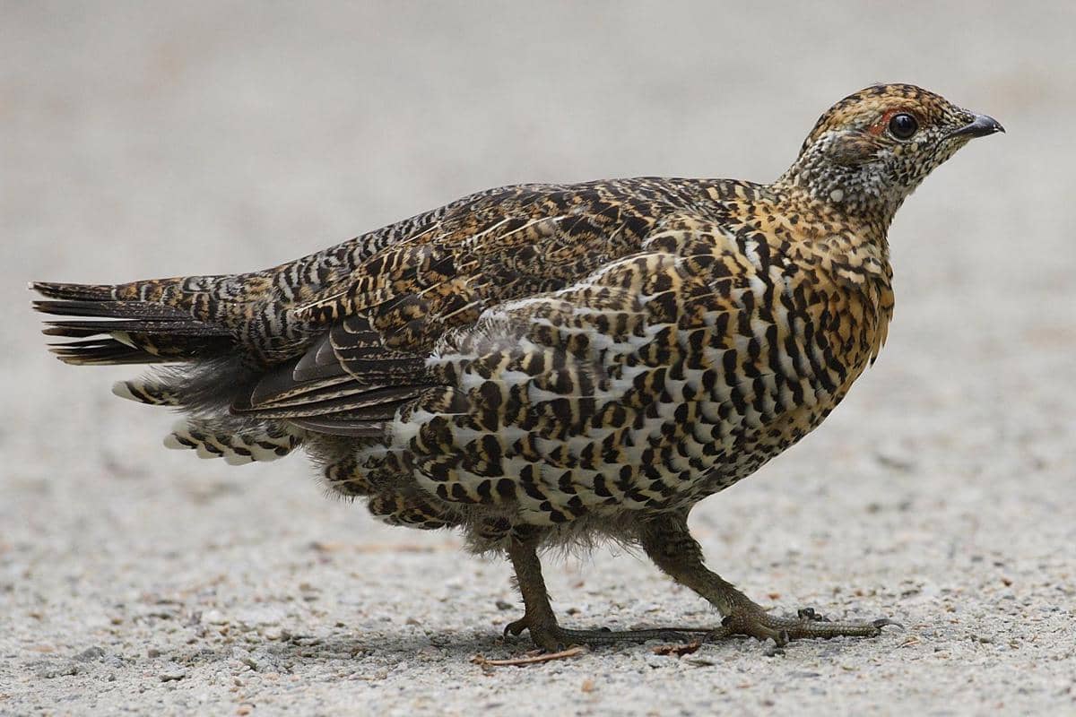 Burung spruce grouse