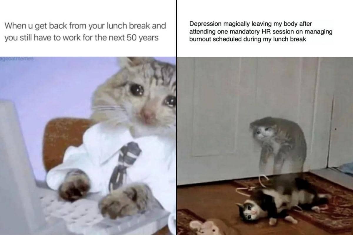 kolase meme kucing istirahat makan siang di tempat kerja