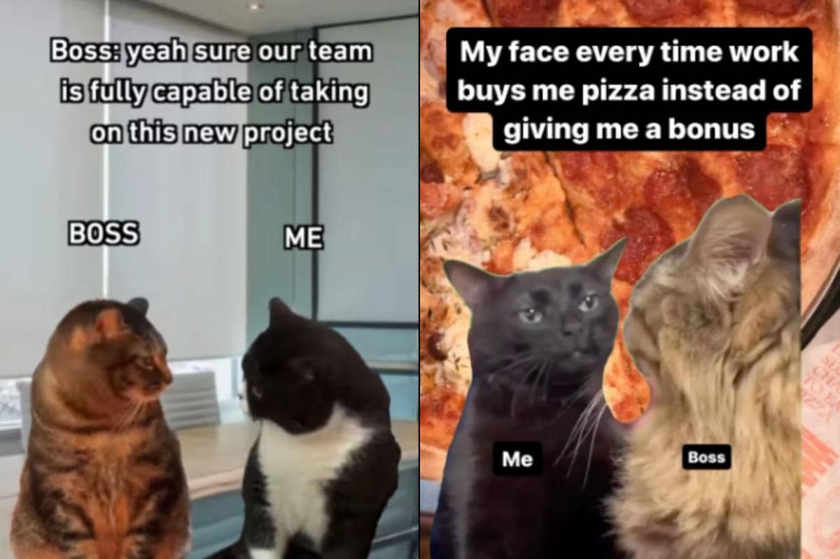 kolase meme kucing tentang atasan di tempat kerja
