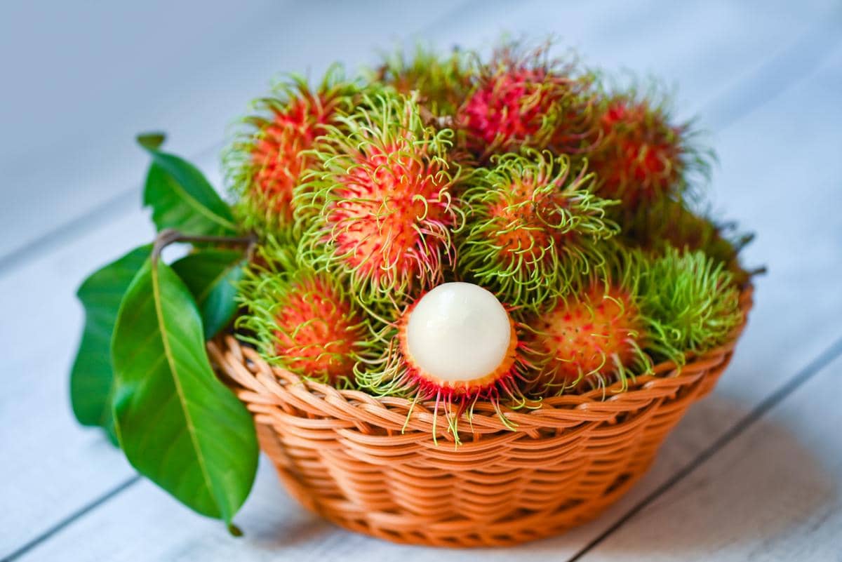 Ilustrasi buah rambutan