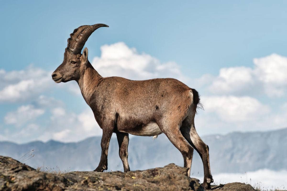 Ilustrasi kambing gunung