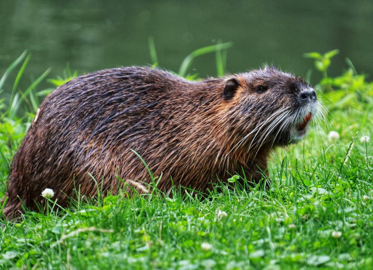 Ilustrasi berang-berang