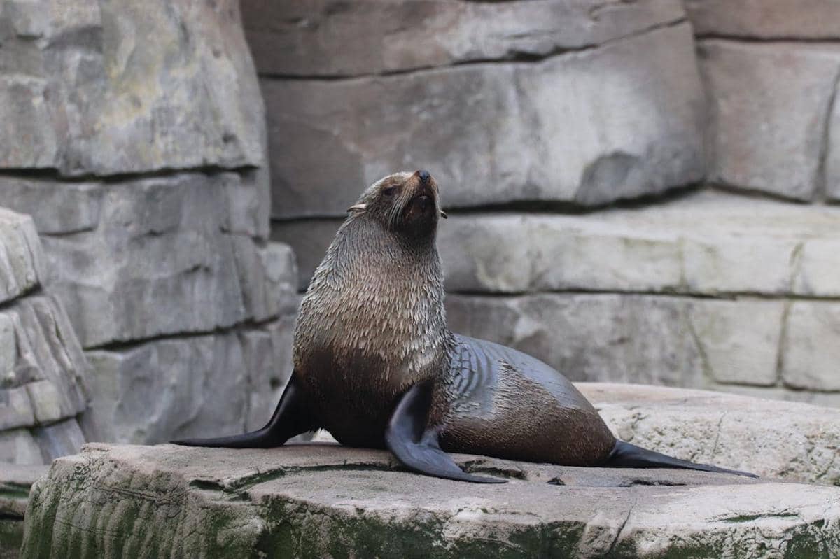 Ilustrasi anjing laut