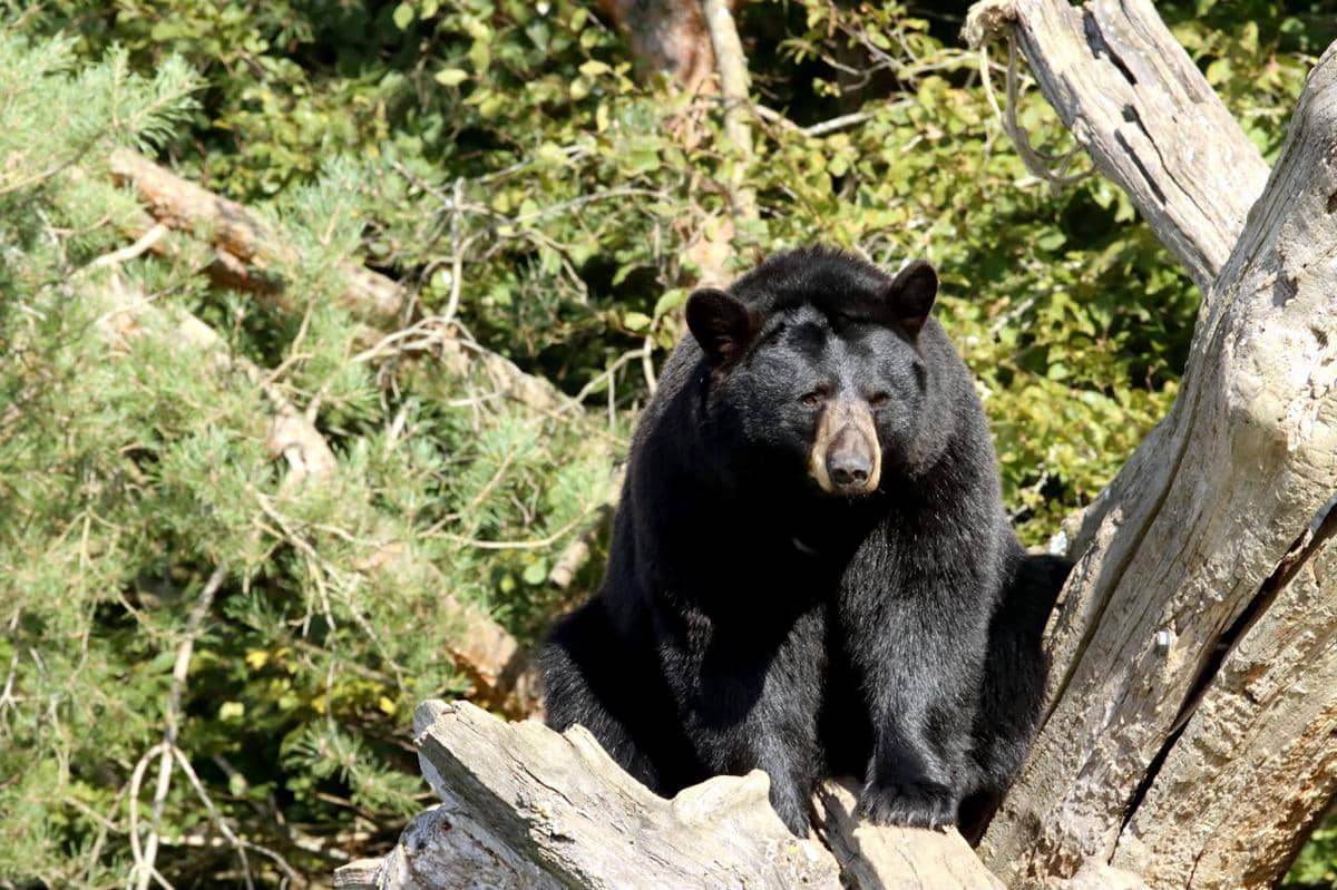 Ilustrasi burung elang
