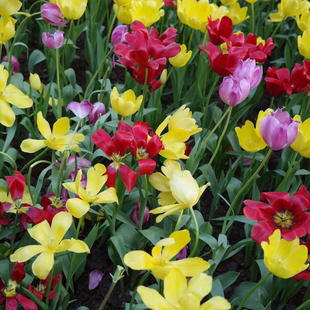 Putri Delina jalan-jalan di Shamian Island