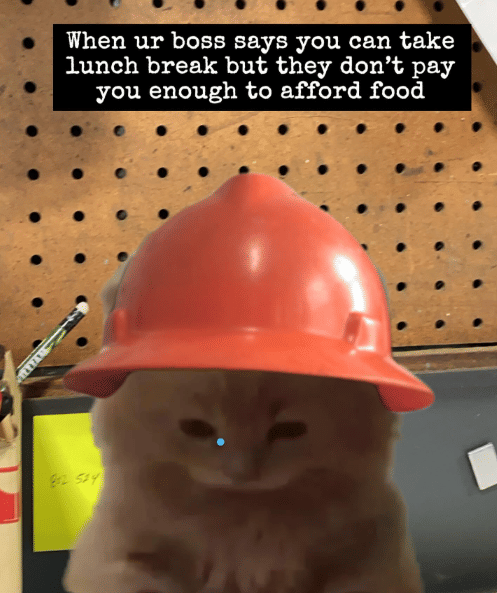 meme kucing istirahat makan siang di tempat kerja 