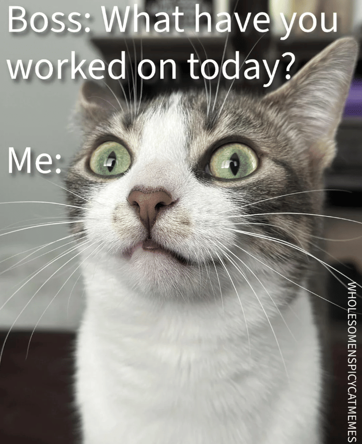 meme kucing tentang atasan di tempat kerja