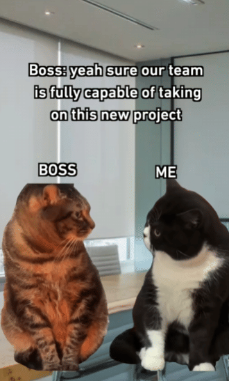 meme kucing tentang atasan di tempat kerja 